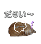 ネコの最悪な本音（個別スタンプ：9）