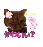 ネコの最悪な本音（個別スタンプ：10）