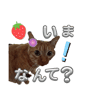 ネコの最悪な本音（個別スタンプ：11）