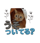 ネコの最悪な本音（個別スタンプ：13）