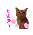 ネコと思えないネコ（個別スタンプ：7）