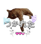 ネコと思えないネコ（個別スタンプ：8）