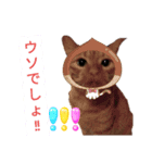ミャウナーウルル（個別スタンプ：1）