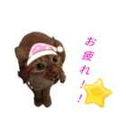 ミャウナーウルル（個別スタンプ：2）