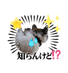 piliさんちのルナちゃんラナちゃんスタンプ（個別スタンプ：11）