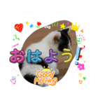 piliさんちのルナちゃんラナちゃんスタンプ（個別スタンプ：13）
