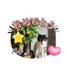 piliさんちのルナちゃんラナちゃんスタンプ（個別スタンプ：16）