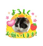 piliさんちのルナちゃんラナちゃんスタンプ（個別スタンプ：20）