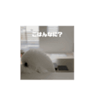 ぶぶかう（個別スタンプ：4）