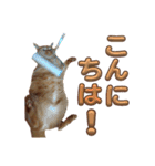 並木のすずどまり（個別スタンプ：11）