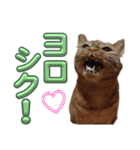 並木のすずどまり（個別スタンプ：13）