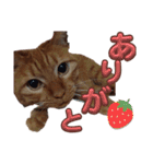 並木のすずどまり（個別スタンプ：15）