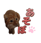 並木のすずどまり（個別スタンプ：23）