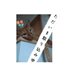 並木のすずどまり（個別スタンプ：29）