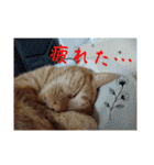 並木のすずどまり（個別スタンプ：38）