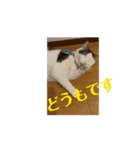 猫恋はなんとか（個別スタンプ：8）