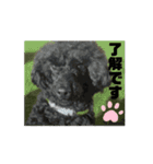 動く黒い犬（個別スタンプ：6）