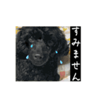 動く黒い犬（個別スタンプ：12）