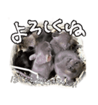なかよしデグーワールド 2（個別スタンプ：4）