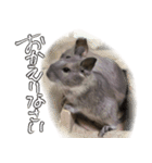 なかよしデグーワールド 2（個別スタンプ：10）