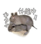 なかよしデグーワールド 2（個別スタンプ：12）