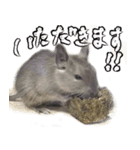 なかよしデグーワールド 2（個別スタンプ：14）