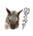 なかよしデグーワールド 2（個別スタンプ：16）