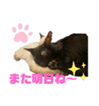 お酒とネコ好きな日常会話7（個別スタンプ：4）