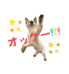 お酒とネコ好きな日常会話7（個別スタンプ：11）