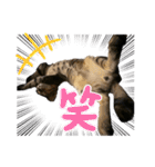 お酒とネコ好きな日常会話7（個別スタンプ：18）