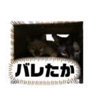 お酒とネコ好きな日常会話7（個別スタンプ：22）