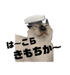 お酒とネコ好きな日常会話7（個別スタンプ：23）