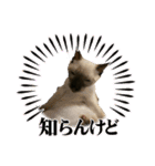 お酒とネコ好きな日常会話7（個別スタンプ：24）