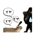 お酒とネコ好きな日常会話7（個別スタンプ：35）