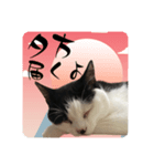 みい子日常使い12（個別スタンプ：5）