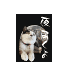 みい子日常使い12（個別スタンプ：6）