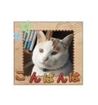 愛するニャンズの日々のつぶやき 日常会話（個別スタンプ：4）