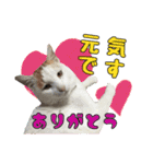 愛するニャンズの日々のつぶやき 日常会話（個別スタンプ：5）