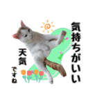 愛するニャンズの日々のつぶやき 日常会話（個別スタンプ：6）