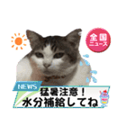 愛するニャンズの日々のつぶやき 日常会話（個別スタンプ：7）