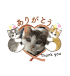 愛するニャンズの日々のつぶやき 日常会話（個別スタンプ：10）
