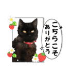 愛するニャンズの日々のつぶやき 日常会話（個別スタンプ：11）