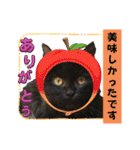 愛するニャンズの日々のつぶやき 日常会話（個別スタンプ：12）