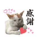 愛するニャンズの日々のつぶやき 日常会話（個別スタンプ：13）