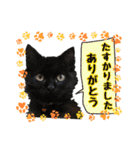 愛するニャンズの日々のつぶやき 日常会話（個別スタンプ：14）