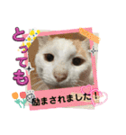 愛するニャンズの日々のつぶやき 日常会話（個別スタンプ：15）