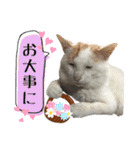 愛するニャンズの日々のつぶやき 日常会話（個別スタンプ：16）