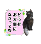 愛するニャンズの日々のつぶやき 日常会話（個別スタンプ：17）