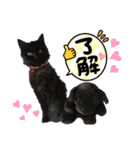 愛するニャンズの日々のつぶやき 日常会話（個別スタンプ：23）