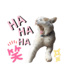 愛するニャンズの日々のつぶやき 日常会話（個別スタンプ：27）